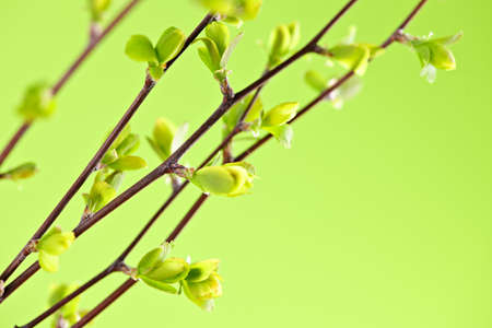 Branches with young spring leaves budding on green backgroundの写真素材