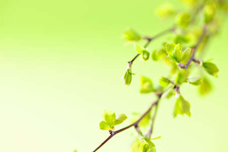 Branches with young spring leaves budding on green backgroundの写真素材