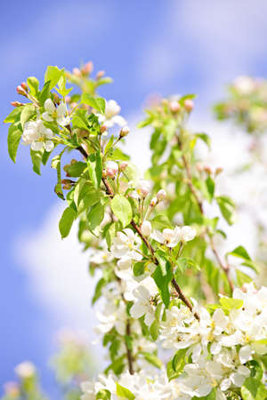 Blooming apple tree branches in spring orchard