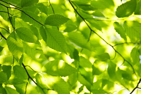 Green spring tree leaves in sunshine, natural backgroundの写真素材