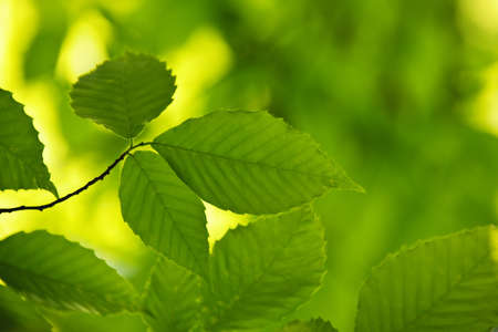 Green spring elm leaves  in clean environmentの写真素材