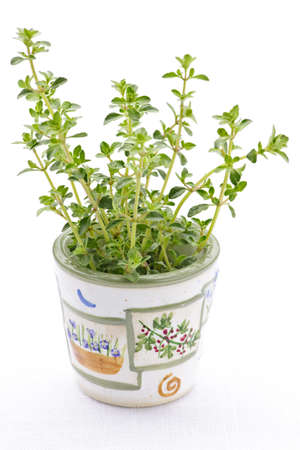 Fresh green thyme in a cup closeup on white backgroundの写真素材