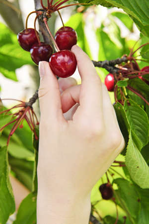 Hand picking fresh cherries from cherry treeの写真素材