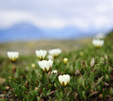 Alpine meadow with mountain avens flowers blooming in Jasper National Park, Canadaの写真素材