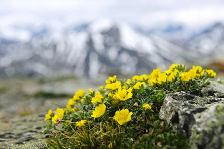 Alpine meadow with potentilla flowers blooming on Whistlers mountain in Jasper National Park, Canadaの写真素材