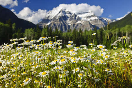 Daisies blooming at Mount Robson Provincial Park, Canadaの写真素材