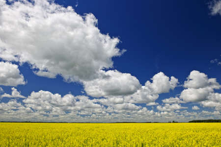 Agricultural landscape of canola or rapeseed farm field in Manitoba, Canadaの写真素材