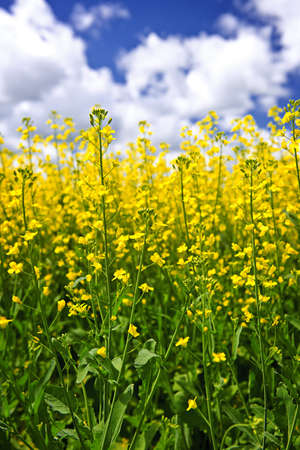 Canola or rapeseed plants growing in farm field, Manitoba, Canada
