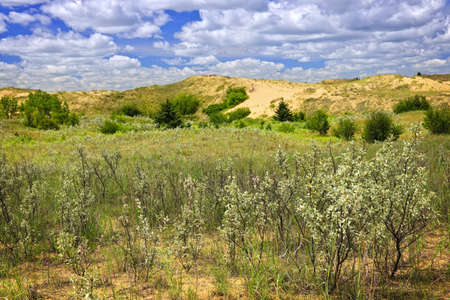 Landscape of Spirit Sands dunes in Spruce Woods Provincial Park, Manitoba, Canadaの写真素材