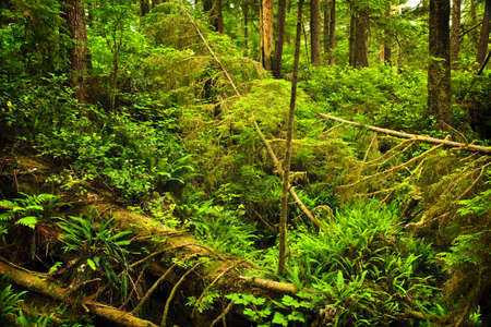 Lush foliage of temperate rain forest. Pacific Rim National Park, British Columbia Canadaの写真素材