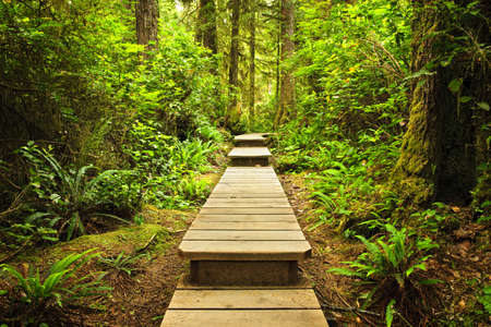 Wooden path through temperate rain forest. Pacific Rim National Park, British Columbia Canadaの写真素材