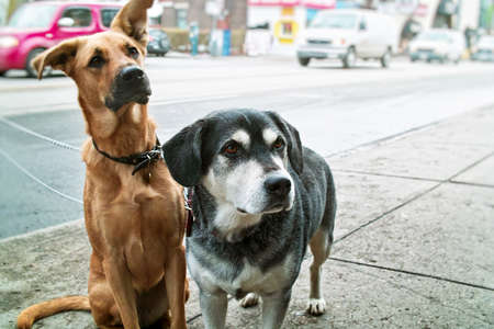 Two pet dogs waiting on sidewalk on city streetの写真素材