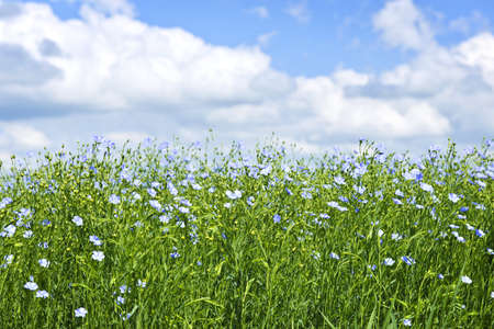 Field of many flowering flax plants with blue skyの写真素材