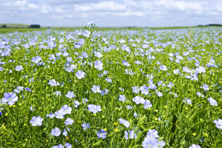 Field of many flowering flax plants with blue skyの写真素材