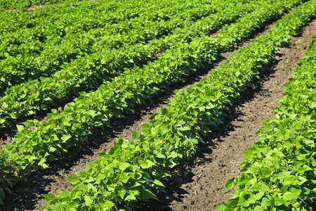 Rows of soy plants in a cultivated farmers fieldの写真素材