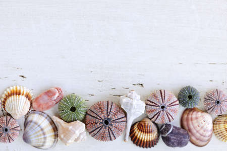 Border of Mediterranean seashells, urchins and rocks on painted wood backgroundの写真素材