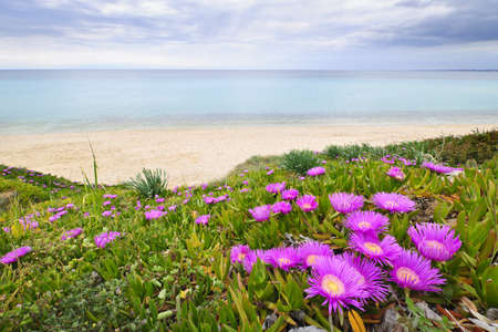 Coast of Aegean sea with blooming ice plants in Chalkidiki, Greeceの写真素材