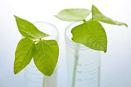 Genetically modified plant seedlings in two test tubesの写真素材