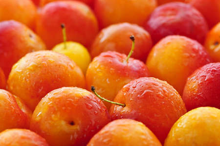 Freshly picked juicy plums as a backgroundの写真素材