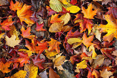 Background of colorful autumn leaves on forest floor Background of colorful autumn leaves on forest floor