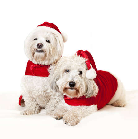 Two adorable coton de tulear dogs wearing santa costumesの写真素材