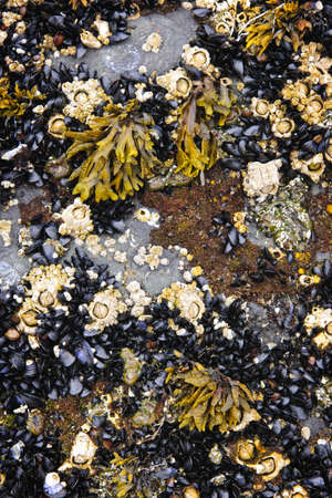 Mussels and barnacles at low tide on sea floor in Pacific coast of Canada
