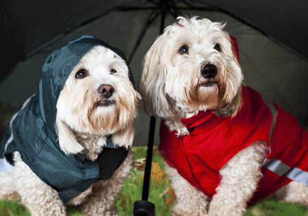 Two coton de tulear dogs in raincoats under umbrellaの写真素材