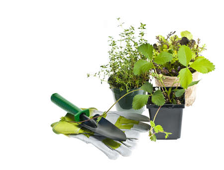 Plants and seedlings in pots with gardening tools isolated on whiteの写真素材