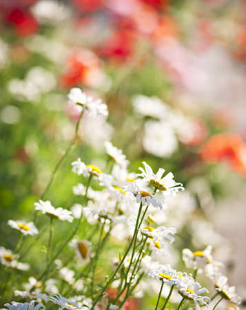 Colorful summer meadow with blooming daisies and poppiesの写真素材