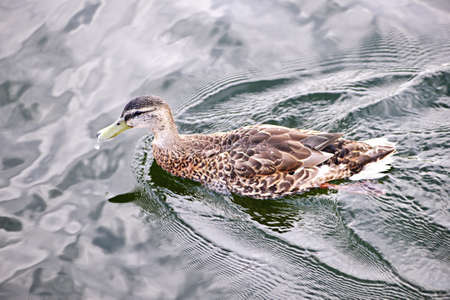 Female mallard duck swimming on calm pond with cloud reflections