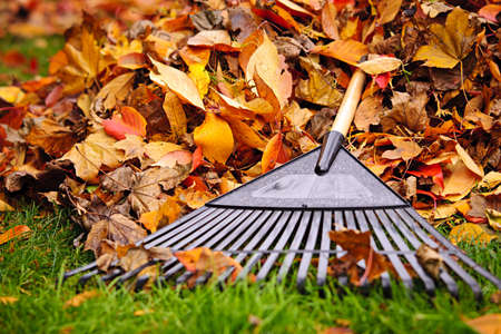 Pile of fall leaves with fan rake on lawn