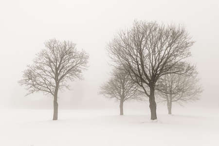 Winter scene of leafless trees in fog sepia toneの写真素材
