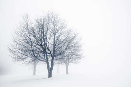 Winter scene of leafless trees in fog with copy spaceの写真素材