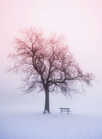 Foggy winter sunrise scene with leafless tree and park benchの写真素材