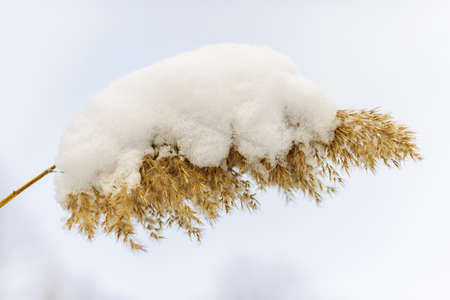 Dry reed covered with snow in winter closeupの写真素材