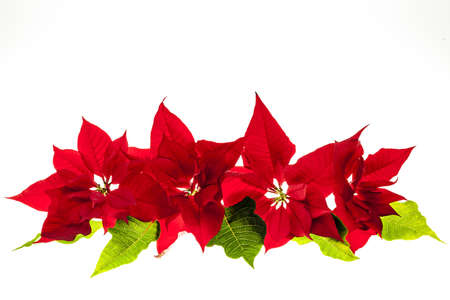 Christmas arrangement with red poinsettia plants isolated on white backgroundの写真素材