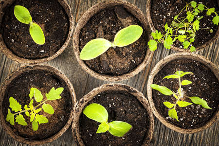 Potted seedlings growing in biodegradable peat moss pots from aboveの写真素材