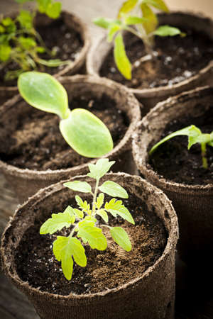 Potted seedlings growing in biodegradable peat moss pots close upの写真素材