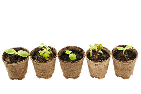 Row of potted seedlings growing in biodegradable peat moss pots isolated on white backgroundの写真素材