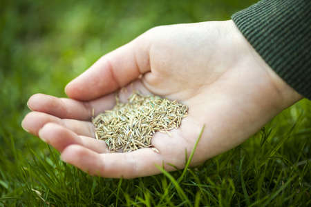 Grass seed for overseeding held in hand over green lawnの写真素材