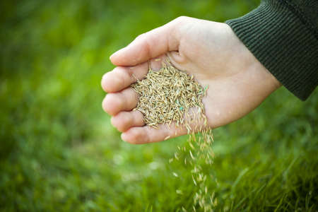 Hand planting grass seed for overseeding green lawn careの写真素材