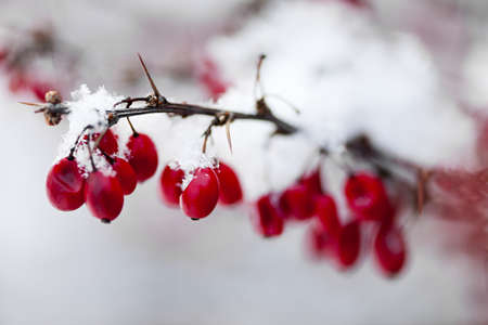 Snowy red barberry berries closeup in winterの写真素材