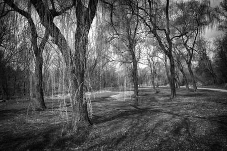 Landscape with willow trees in spring park in black and white. Toronto, Canada.の写真素材