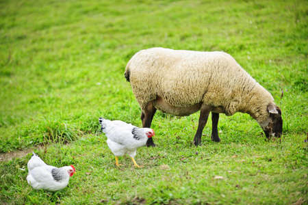 Sheep and chickens freely grazing on a small scale sustainable farmの写真素材