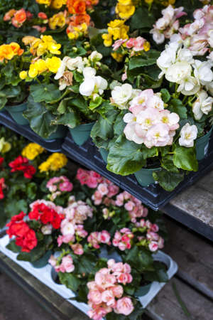 Trays of flowers for sale in plant nursery storeの写真素材