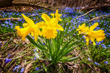 Yellow spring daffodils and blue flowers glory-of-the-snow blooming in abundance on forest floor  Ontario, Canada の写真素材