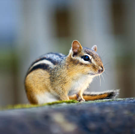 Wild chipmunk close up crouching on wooden logの写真素材