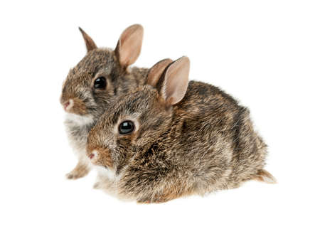 Portrait of two baby wild cottontail rabbits isolated on white backgroundの写真素材