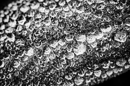 Macro closeup of dew drops on leaf in black and whiteの写真素材
