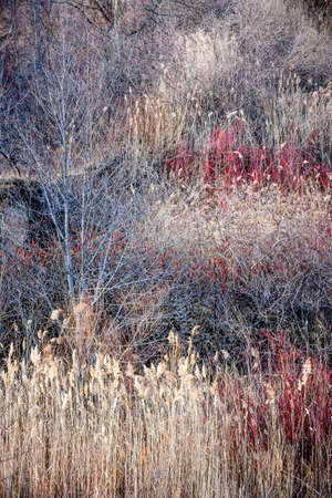 Natural background of dry grasses and bare trees in brown winter woodland with subdued colorsの写真素材